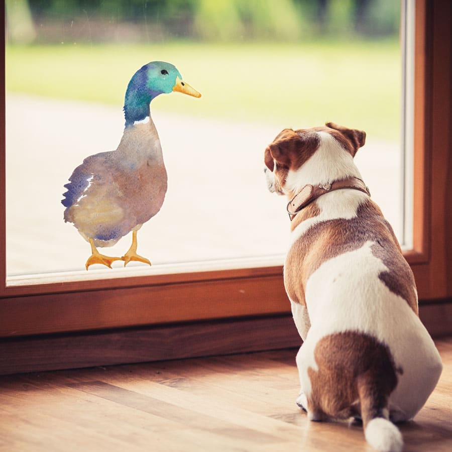 Duck window sticker (Option 1) on window with dog easy to apply and repositionable male Mallard