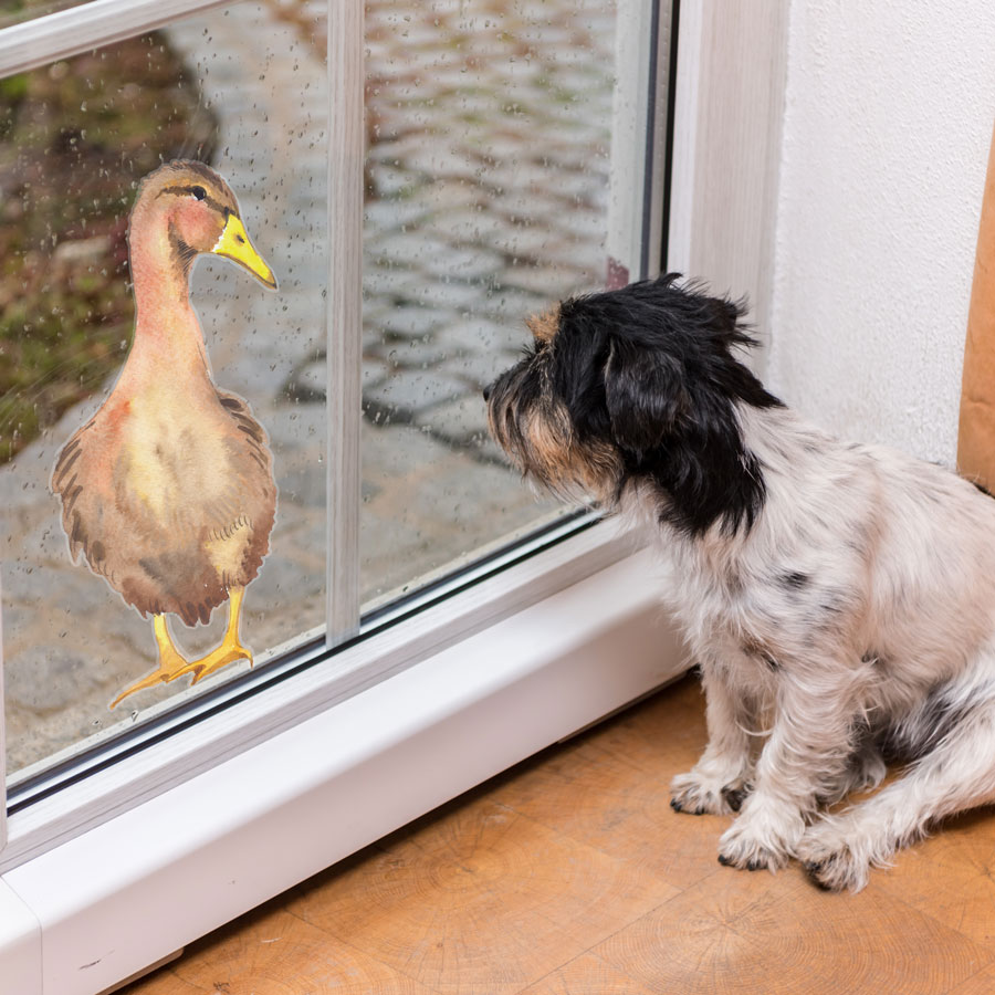 Duck window sticker (Option 2) on window with dog easy to apply and repositionable female Mallard