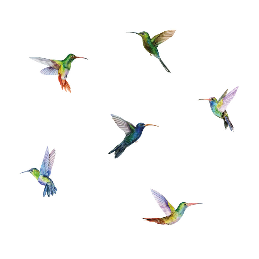 Hummingbird window stickers on a white background