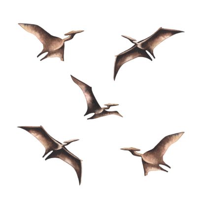 Pterodactyl wall stickers on a white background