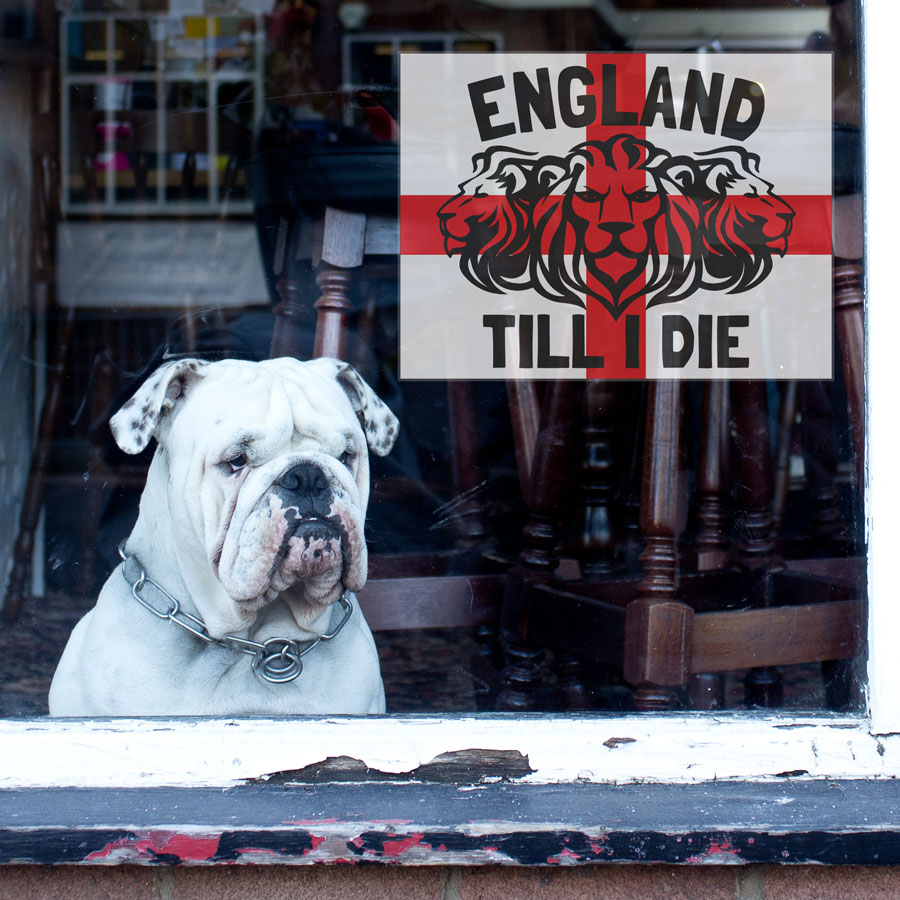 England till I die window sticker in large reversed shown on a window facing outside with a white bulldog behind the window