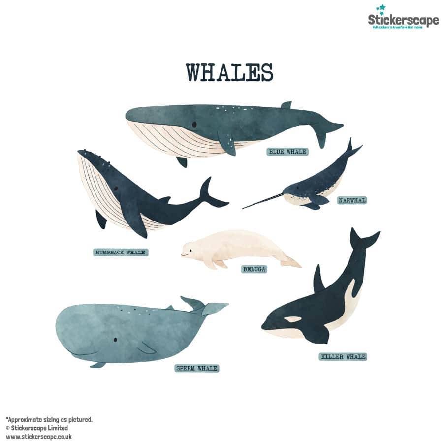 Whale Wall Stickers on a white background