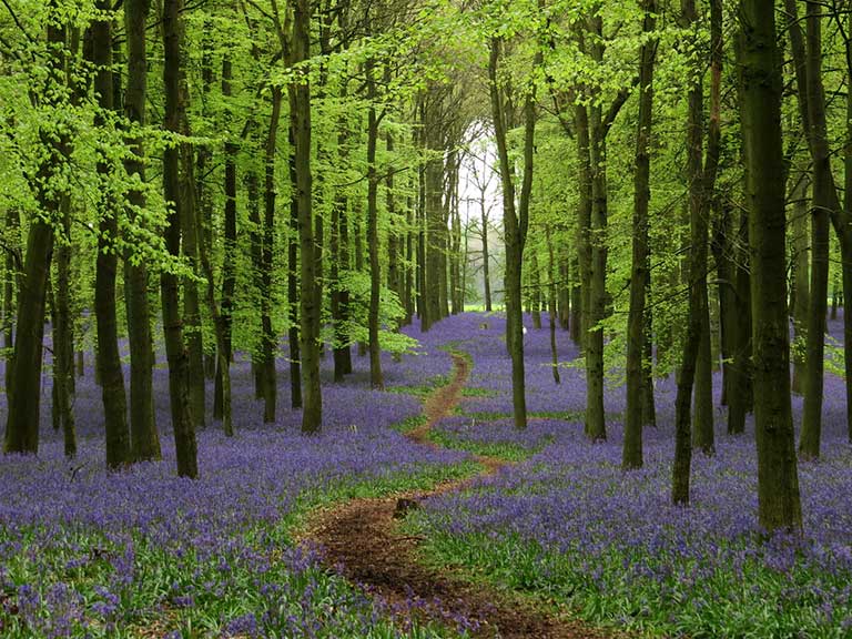 bluebell-walks-national-trust-shutterstock